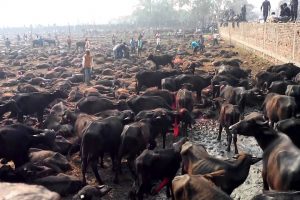 पशुबली बिरुद्ध धनगढीमा अहिंसा पदयात्रा