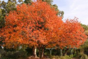 १३ सय वर्ष पुरानो रुख, क्यान्सरको उपचार गर्न सकिने