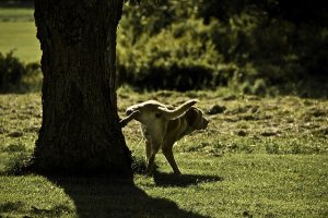 तपाँइलाई थाहा छ ? किन कुकुरले भित्ता र स्तम्भमा मात्र पिसाव गर्दछ ?