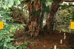 ५००० वर्ष पुरानो रुखको लिङ्ग परिवर्तन