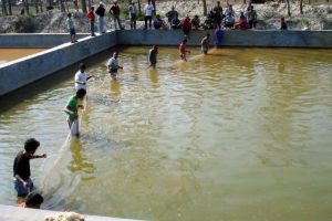 पल्टु बने माछापालनबाट लखपति
