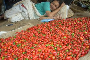 अकबरे खुर्सानीको उत्पानदमा ८ प्रतिशतले वृद्धि