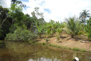 कञ्चनपुरमा आम्दानी बढाउन साुमदायिक वनमा माछापालन