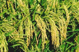 मधेस आन्दोलनका कारण चामल उद्योग बन्द हुदा धान विक्न छाड्यो