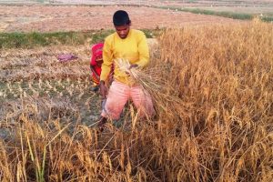 मेहनति हातहरु !