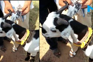 पत्याउनुहुन्छ ? एउटा बाख्राको मुल्य ९७ लाख ६० हजार रुपैयाँ !