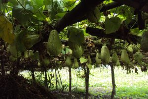 इस्कुसको खेती