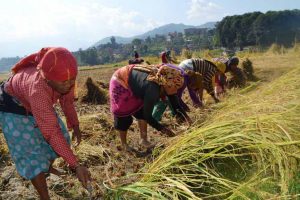 ‘भूमिमा महिलाको स्वामित्व नहुनु महिला माथि चरम विभेद’