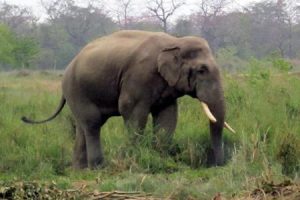 हात्तिको आक्रमणबाट एक गम्भीर