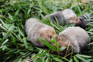 सबैभन्दा सानो ‘उफ्रिने मुसा’ चीनमा