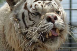 कुकुरजस्तै देखिने संसारकै कुरुप बाघ