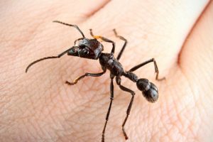 यी बालिकाको कानबाट दिनहुँ निस्किन्छन् १५ वटा कमिला