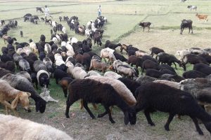 जमुवा चौकमा भेडा चर्दै