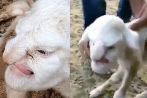 भेडाको अनुहार मालीकसँग मिलेपछि…. (फोटोहरू सहित)