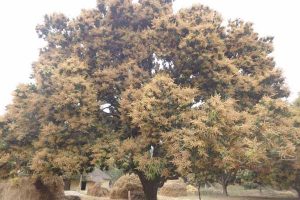 आँपको राजधानी भनेर चिनिने सिरहामा यस वर्ष दोब्बर आँप फल्ने सङ्केत