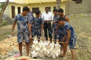 भारत बाट ल्याउदै गरेको कुखुरा नस्ट