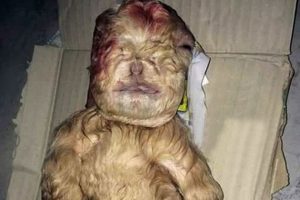 बाख्रोले जन्मायो दुरुस्तै मान्छे जस्तो पाठो