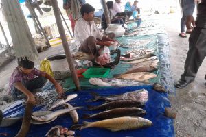 कोशीको माछा