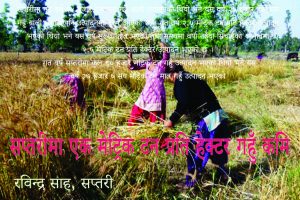 सप्तरीमा एक मेट्रिक टन प्रति हेक्टर गहुँ कमि