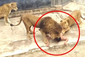 सुसाइट नोट नै लेखेर सिंहको खोरमा नांगै खसेपछि..