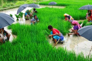 आज असार १५ अर्थात् राष्ट्रिय धान दिवस