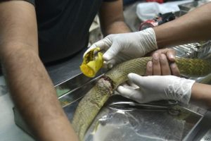 सर्पको दुईघन्टा लामो अपरेशन, लाग्यो दश टाँका