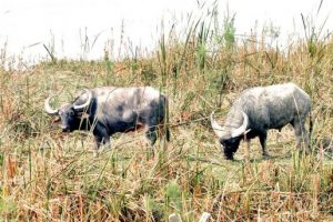 कोशीटप्पु बन्यजन्तु र अर्ना
