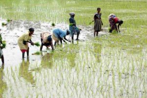 सिरहामा खडेरीको प्रबल सम्भावना, १५ प्रतिशत जमिनमा मात्र धान रोपाई