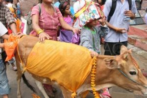 सांस्कृतिक उत्सव ‘गाईजात्रा’ आज