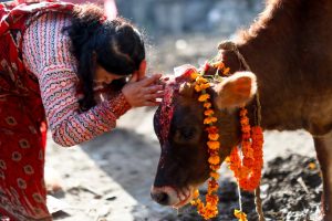 तिहारको चौधो दिन आज : गाई, गोरु र गोवद्र्धन पूजा
