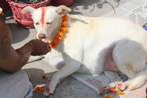 तिहारको दोस्रो दिन आज : कुकुर तिहार मनाइदै