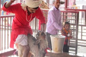 रामदेव स्वामीको आग्रह पछि पनि रोकिएन छिन्नमस्ता मन्दिरमा बली प्रथा