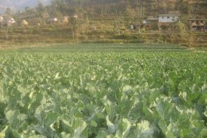 ‘बन्दुक चलाउने हातले माटो छुँदैन’भन्नेहरू नै माटोमा रमाउन थाले
