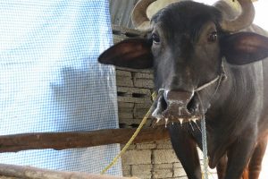 दाइजोमा लैनो भैंसी दिन नसक्दा सिन्दुर पुछियो..
