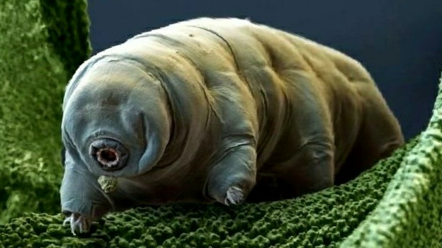 विश्वको एकमात्र अदभुत जीव जुन कहिले मर्दैन