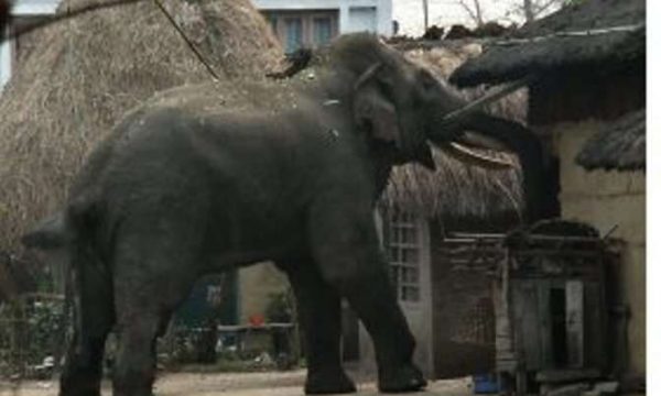 झापामा हात्ती आतंक : ज्यान जाेगाउनकै लागि बसाइ सर्नेको संख्या बढ्यो