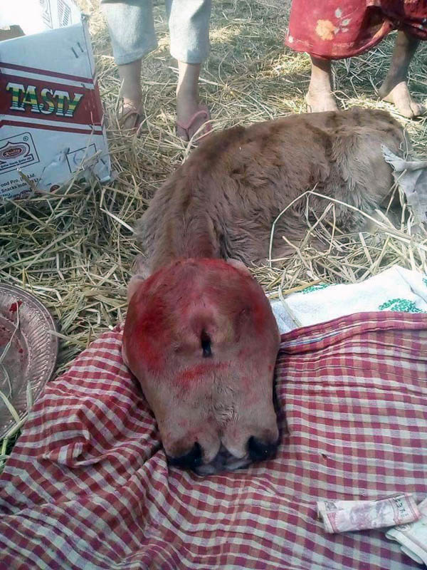 अनौठो वाच्छि जसको दुई मुख र तिन वटा आँखा