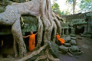 मन्दिरलाई घेरेर बसेको यो अचम्मको रुख