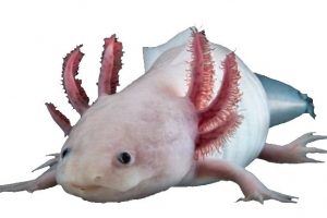 शरीरका कुनै पनि अंग पुनः उमार्न सक्ने याे अनौठो जीव