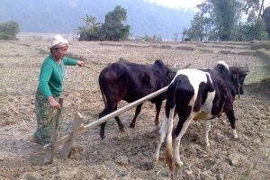 तपाईंलाई थाहा छ, उपत्यकामा गोरुले किन जोतिँदैन ?