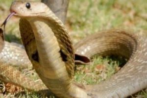 किङ कोब्राको ‘डीएनए’ परीक्षण किन ?