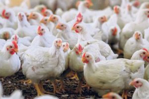 रौतहटकाे याे फार्म जहाँ कुखुरालाई लोकगीत नसुनाई हुँदै हुँदैन !