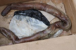 सुन्दा अपत्यारिलो तर सत्य, दुई मुखे सर्पको लागि २० लाख भारतिय रुपैयाँ