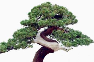 चोरको हजार दाउ, ४०० वर्ष पुरानो रुख चोरियो