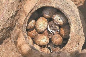 चिहानबाट २५ सय वर्ष पुरानो अण्डा भेटियो