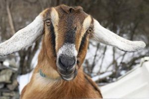 अमेरिकी सहरको मेयर बन्यो बाख्रो