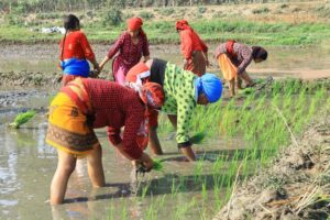 उदयपुरमा घट्दै चैते धान खेती , ५ हजार कृषक प्रत्यक्ष प्रभावित