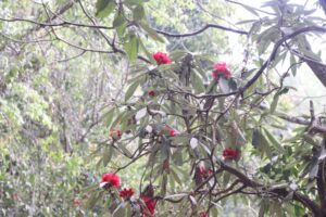 गुराँसको राजधानी तीनजुरेमै फुलेन गुराँस
