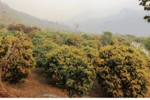 अन्नवाली बँदेल र बाँदरले सखाप पारेपछि धनकुटाका कृषकहरू आँप खेतीतर्फ लागे
