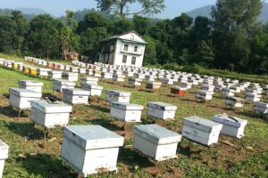 माैरी पालनबाट मनग्गे आम्दानी बटुल्दै माेरङका किसान